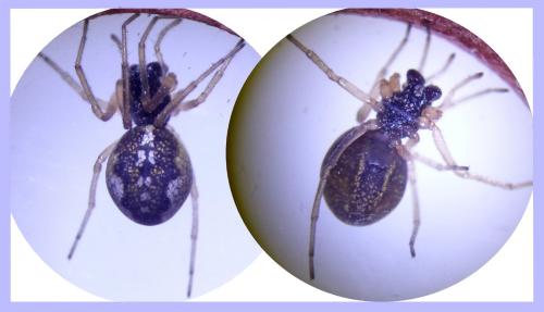 Réf. 203 379 : Pachygnatha degeeri